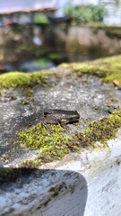 Dendropsophus columbianus