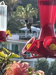 Archilochus alexandri