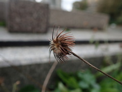 Geum urbanum
