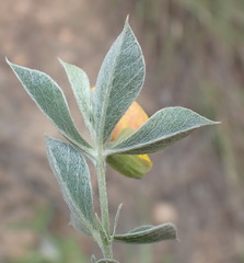Argyrolobium tomentosum