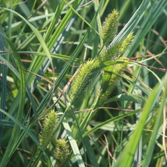 Carex atherodes