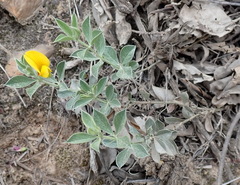 Argyrolobium tomentosum