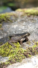 Dendropsophus columbianus