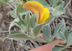 Argyrolobium tomentosum