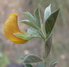 Argyrolobium tomentosum