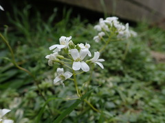 Brassicaceae