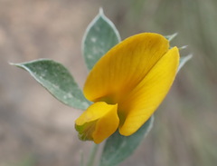 Argyrolobium tomentosum