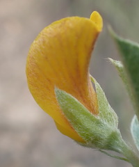 Argyrolobium tomentosum