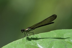 Heliocypha biforata