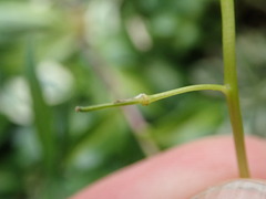 Brassicaceae