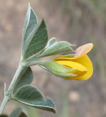 Argyrolobium tomentosum