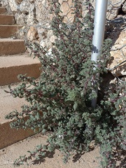 Forsskaolea tenacissima