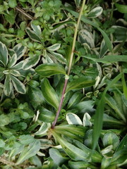 Brassicaceae