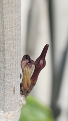 Ceropegia fusca image