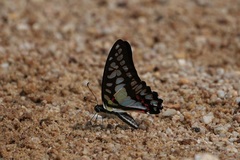 Graphium eurypylus