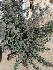 Forsskaolea tenacissima