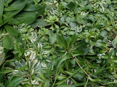 Brassicaceae