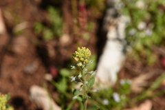 Alyssum simplex