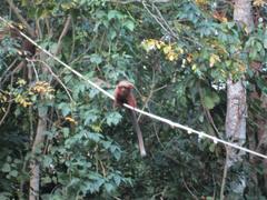 Plecturocebus aureipalatii