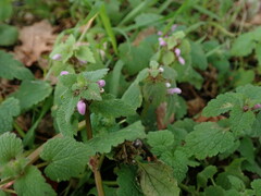Lamium purpureum