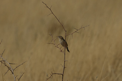 Cisticola aridulus