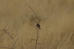 Cisticola aridulus