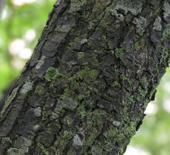Candelariella efflorescens