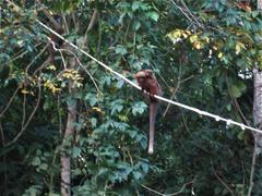 Plecturocebus aureipalatii