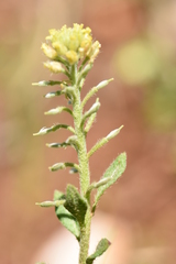 Alyssum simplex