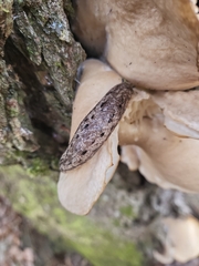 Philomycus carolinianus