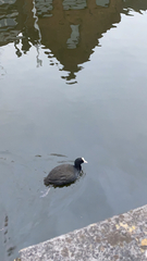 Fulica atra