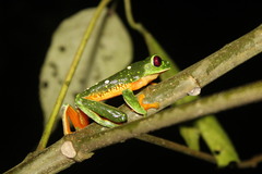Agalychnis terranova