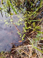 Hydrocotyle ranunculoides