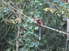 Plecturocebus aureipalatii