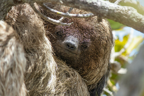 Southern Maned Sloth