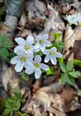 Isopyrum thalictroides
