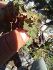 Brickellia veronicifolia