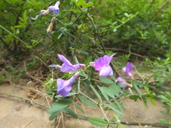 Vicia bungei