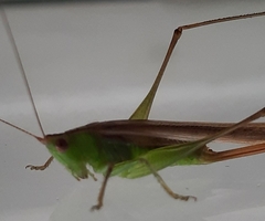 Conocephalus cinereus