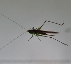 Conocephalus cinereus