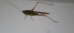 Conocephalus cinereus