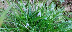 Galanthus woronowii