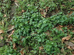 Viola odorata