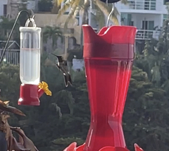 Archilochus alexandri