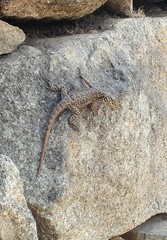 Stenocercus crassicaudatus