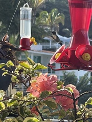 Archilochus alexandri