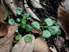 Ficaria verna
