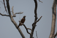 Emberiza tahapisi nivenorum