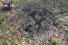 Pholiota highlandensis