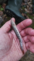 Cobitis elongatoides